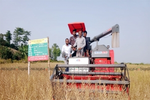 গোয়াইনঘাটে সরিষার বাম্পার ফলনে খুশি চাষিরা