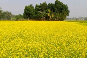 হাওরপারে হলুদ আভার হাতছানি