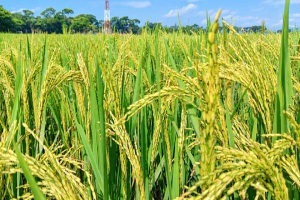 কার্তিকের বৃষ্টিতে গোয়াইনঘাটের আমনখেতে স্বস্তি, খুশি কৃষকেরা