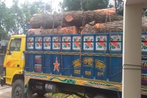 মাধবপুরে ২৫০ মেহগনি বল্লীসহ ট্রাক জব্দ, আটক ১ মাধবপুরে ২৫০ মেহগনি বল্লীসহ ট্রাক জব্দ, আটক ১