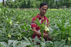 পরিত্যক্ত ধানক্ষেতে ‘সম্ভাবনার ঢেঁড়শ’