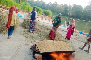 শাল্লায় ৫০০ কোটি টাকার বোরো ধান উৎপাদনের আশা