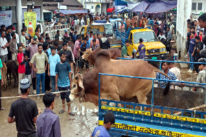 পশুর হাটে ক্রেতা সমাগম, তবুও শঙ্কায় খামারিরা পশুর হাটে ক্রেতা সমাগম, তবুও শঙ্কায় খামারিরা