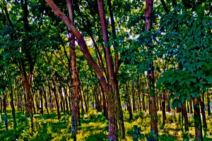 কুলাউড়ায় রাবার শিল্পে সংকট, পুরোনো গাছ ও বাড়তি খরচে বাড়ছে লোকসান