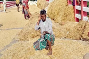 ভেজা ধানেই খোরাকির খোঁজছেন কৃষকরা