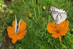 কসমস ফুলে ‘ডোরাকাটা অ্যালবাট্রস’