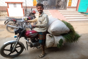 হাওরে ঘাস নাই: গবাদিপশু পালনে কৃষকদের অনিহা
