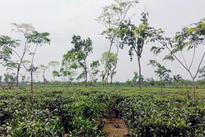 প্রধানমন্ত্রীর সফর উপলক্ষে বন্ধ থাকবে মৌলভীবাজারের ৯২ চা বাগান