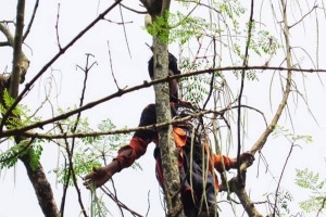 সজনের ভালো ফলনে লাভবান চাষিরা