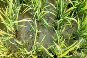 হাওরে পানি সংকট, দুশ্চিন্তায় কৃষকরা