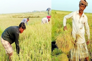গোয়াইনঘাটে চলছে বোরো ধান কাটার উৎসব