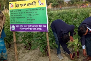 ‘মিশ্র চাষে’ নেই লোকসানের শঙ্কা
