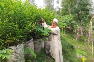 লাখাইয়ে বস্তায় আদা চাষে কৃষকদের নতুন সম্ভাবনা