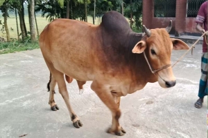 ‘ভাগ্য রাজ লাল’র  দাম ৩ লাখ ২০ হাজার