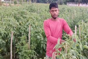 ওসমানীনগরে টমেটোর বাম্পার ফলন