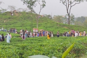 বছরের প্রথম ছুটিতে পর্যটনমুখর সিলেট