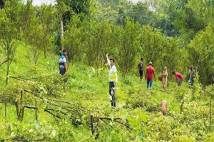 কমলগঞ্জে বনভূমি দখল করে মাল্টা-আনারস চাষ, উদ্ধার ৫ একর ভূমি কমলগঞ্জে বনভূমি দখল করে মাল্টা-আনারস চাষ, উদ্ধার ৫ একর ভূমি