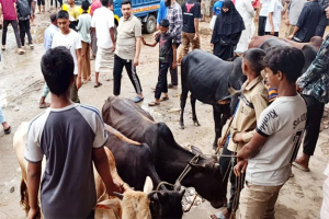 জমে উঠার অপেক্ষায় কোরবানীর পশুর হাট