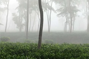 শ্রীমঙ্গলে দেশের সর্বনিম্ন তাপমাত্রা ৯.৬ ডিগ্রি সেলসিয়াস