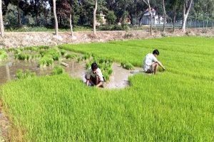 মাধবপুরে আমন ধানের চারা রোপণে ব্যস্ত সময় পার করছে কৃষকরা