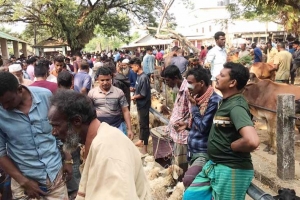 সুনামগঞ্জে গরুর দাম নিয়ে হতাশ বিক্রেতা