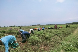 বাদাম সংগ্রহে ব্যস্ত কৃষাণ-কৃষাণী
