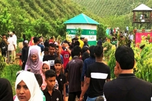 গোলাপগঞ্জে আনারস বাগানে পর্যটকদের ভীড়