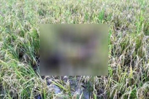 বাহুবলে ধান ক্ষেত থেকে সিএনজি চালকের লাশ উদ্ধার