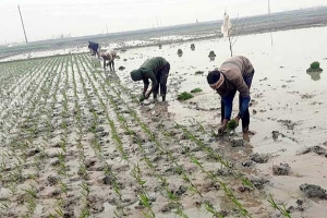 হাওরে বোরোর চারা রোপণের ধুম 