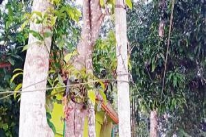 কুলাউড়ায় সুপারিগাছ ও বাঁশের খুঁটিতে বিদ্যুতের তার টানা!