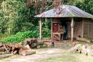 মৌলভীবাজারে করাতকল ঘিরে বন উজাড়ের অভিযোগ