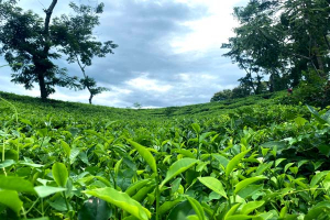 চা নিলামে এনটিসির সর্বকালের রেকর্ড, কেজি ২৮৬ টাকা চা নিলামে এনটিসির সর্বকালের রেকর্ড, কেজি ২৮৬ টাকা