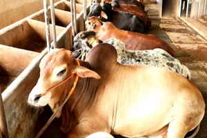 গরুর খামারে ঘুরছে প্রান্তিক অর্থনীতির চাকা