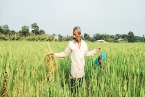 ইঁদুরে কাটছে ধান শঙ্কিত কৃষক!