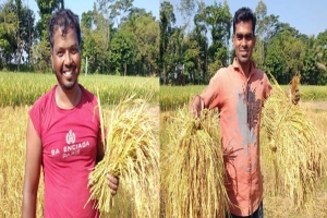 গোয়াইনঘাটে আমন ধান কর্তন শুরু বাম্পার ফলনে অফুরন্ত খুশি কৃষকেরা