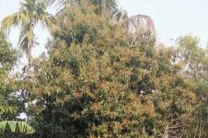 গাছে আমের মুকুল সুভাস চড়াচ্ছে ঘ্রাণ