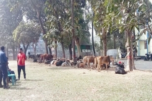 মধ্যনগরে ৪০টি ভারতীয় গরুসহ চারজন আটক