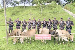 সুনামগঞ্জ সীমান্তে ৯ ভারতীয় গরু জব্দ