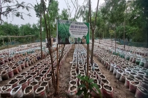 বালাগঞ্জে বস্তায় আদা চাষ করে সাড়া ফেলেছেন লুৎফুর রহমান নামের এক আলেম