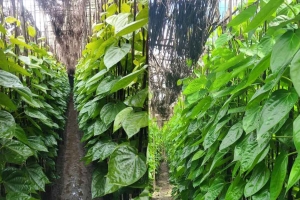 মৌলভীবাজারের ‘বাংলা পান’ হারাতে বসেছে স্বকীয়তা
