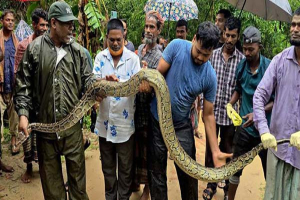 শ্রীমঙ্গলে বাড়ির আঙিনা থেকে ১৮ ফুটের অজগর উদ্ধার শ্রীমঙ্গলে বাড়ির আঙিনা থেকে ১৮ ফুটের অজগর উদ্ধার