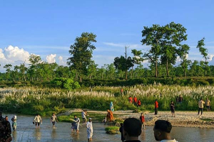 শ্রীমঙ্গলে শরতের হাতছানি, কাশফুলের শুভ্রতায় মুগ্ধ দর্শনার্থীরা