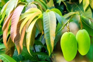 আম পাতার রয়েছে হাজারো গুণ