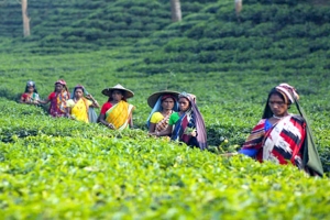 কমেছে চায়ের উৎপাদন