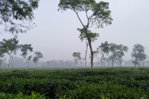 ঘন কুয়াশায় কাঁপছে শ্রীমঙ্গল, মৌসুমের সর্বনিম্ন তাপমাত্রা