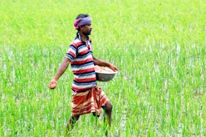 সুনামগঞ্জে বাড়তি দামে সার বিক্রি, বিপাকে কৃষক