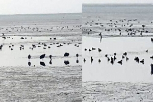 বাইক্কা বিলে কমছে পরিযায়ী পাখি, শুমারি বলছে বাড়ছে