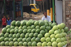 জৈন্তাপুরে তরমুজের বাম্পার ফলন