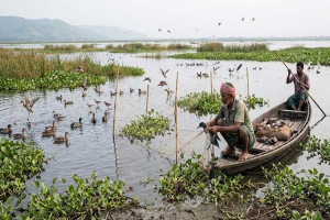 লাখাইয়ের হাওরে অতিথি পাখি শিকার, হাটবাজারে বিক্রির অভিযোগ