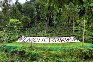 চা উৎপাদনে আয়ের চেয়ে ব্যয় বেশি